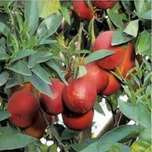 Red Malta Fruit Plant Manufacturer & Supplier in India